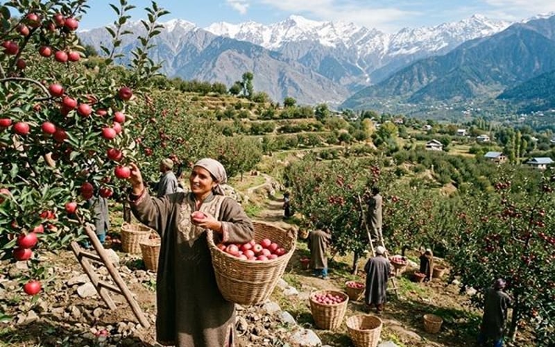 Indiens Apfelmarkt: J&K-Strategie kollidiert mit steigender Importabhängigkeit