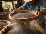 Chia Seeds Steady in Europe as Paraguay Edges Higher, Uganda Holds Firm