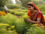 Indian Dill Seed FOB New Delhi Ticks Higher on Firm Mandi Prices