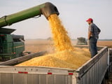 Corn pressured to nine‑month low as oil slumps and funds flip net short