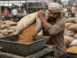 Indian Chickpeas Consolidate at Firm Levels as Monsoon Risks Build