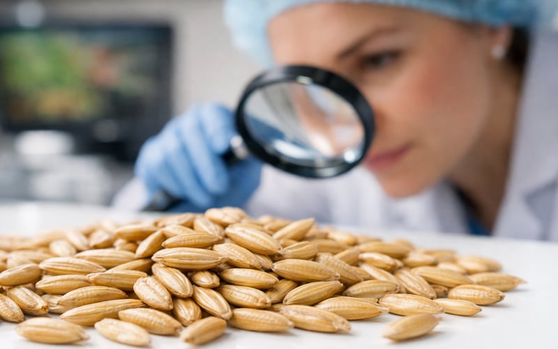 Oats Steady but Sensitive: Harvest Pressure Meets Geopolitical Risk