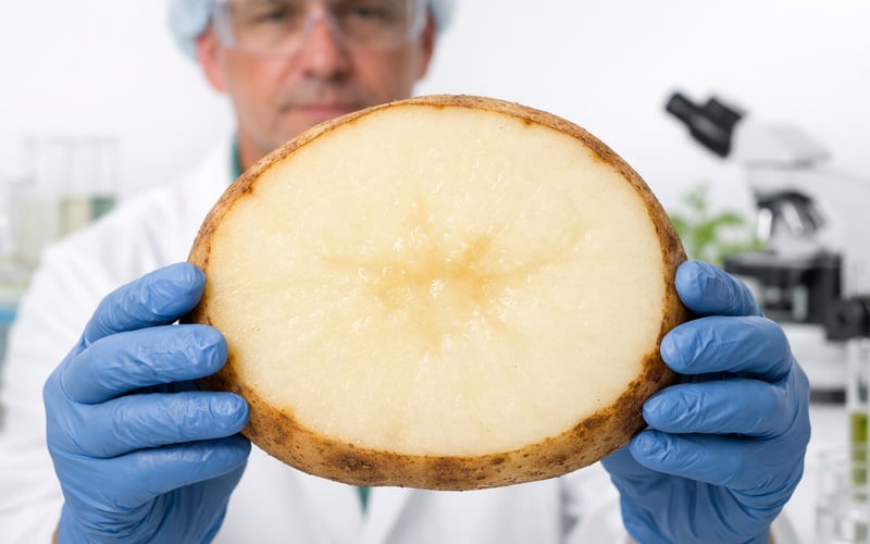 Sob Calor, mas Promissoras: Batatas de Minnesota Central Enfrentam Início Fraco