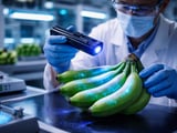 Philippine Banana Exports Gain Value as Volumes Ease and Chips Prices Edge Lower
