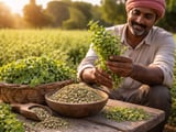 Indian Organic Oregano Flat But Firm as Monsoon Nears Exit
