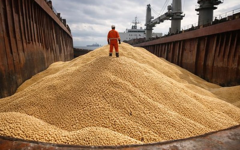 Polen erhöht die Unterstützung für heimische Sojabohnen und Eiweißpflanzen, während die EU-Eiweißstrategie an Fahrt gewinnt