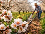 Almond Market Firms as India’s Festive Buying Tightens Global Balance
