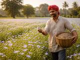 Indian Flaxseed Eases as New Delhi FOB Softens; Global Supplies Ample