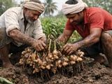 Indian Ginger Prices Hold Firm as Dry Weather Supports Harvest Pace