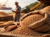 Ukrainian Sorghum Flat Despite Black Sea Risks and Firm Global Demand