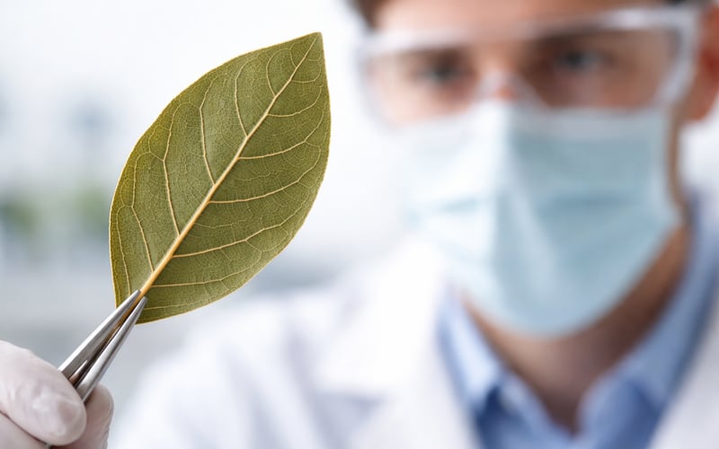 Egyptian Laurel Leaves Hold Steady as Global Bay Markets Firm