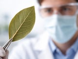 Egyptian Laurel Leaves Hold Steady as Global Bay Markets Firm
