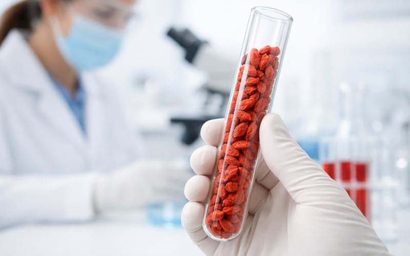 Baies de goji : les prix FCA dans l’UE se raffermissent alors que la récolte de Ningxia débute