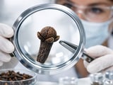 Clove Market Pauses in India but Global Supply Stays Tight