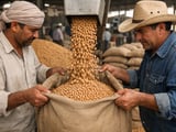 Chickpeas Market: Indian FOB Slips, Mexican Offers Steady Amid Firm Mandis