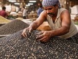 Black Gram Market Under Pressure as Imports Cap Festival-Driven Demand