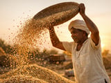 Ukrainian Sorghum in Odesa: Flat FCA Prices Under Heat and Export Risks