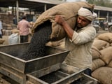 India’s Assured Procurement Push Reshapes Black Gram Market Dynamics