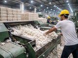 Tight Arrivals Lift Cotton in North India as Mills Step Up Buying