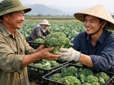 Broccoli Outlook: Vietnam’s Retail Push Meets Firm Asian Demand