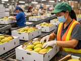 Stable Dried Mango Prices as El Niño Risk Builds in Thailand and Vietnam