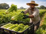 Indian Celery Seed Prices Hold Firm as Monsoon Nears Final Leg