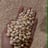 Chickpeas dried