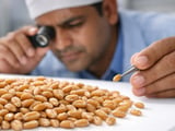 Firm Wheat in Mumbai as Mill Buying Lifts Market While Global Benchmarks Ease