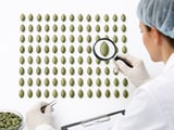 China pumpkin seed kernels: tight old crop meets summer demand lull