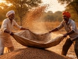 China Lentils: Flat Organic FOB Beijing While Conventional Edges Higher