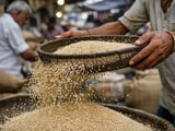 Sesame prices edge higher in India while Egypt holds steady