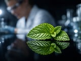 La menthe verte égyptienne FOB Le Caire s’effrite légèrement dans un contexte de chaleur stable