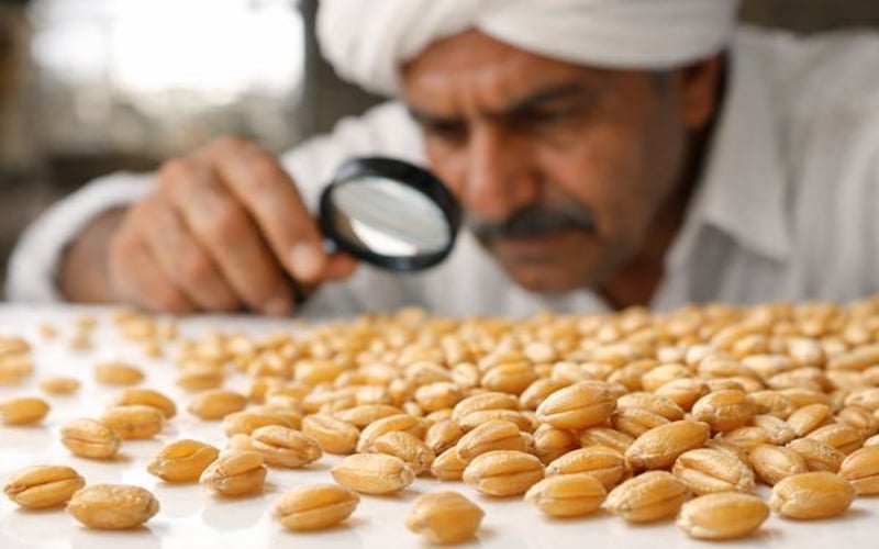 Indian Wheat Procurement Surges as Global Output Outlook Tightens