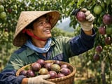 Les prix du fruit de la passion séché du Vietnam restent stables tandis que la demande chinoise se renforce