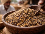 Indian Mustard Seed FOB Prices Hold Firm as Domestic Mandis Ease