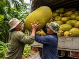 Vietnam Dried Jackfruit FOB Hanoi Holds Steady Amid Wetter Southern Weather