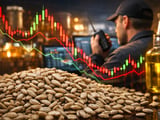 Sunflower Kernels Hold Firm as Black Sea Logistics Tension Offsets Softer Ukraine Demand