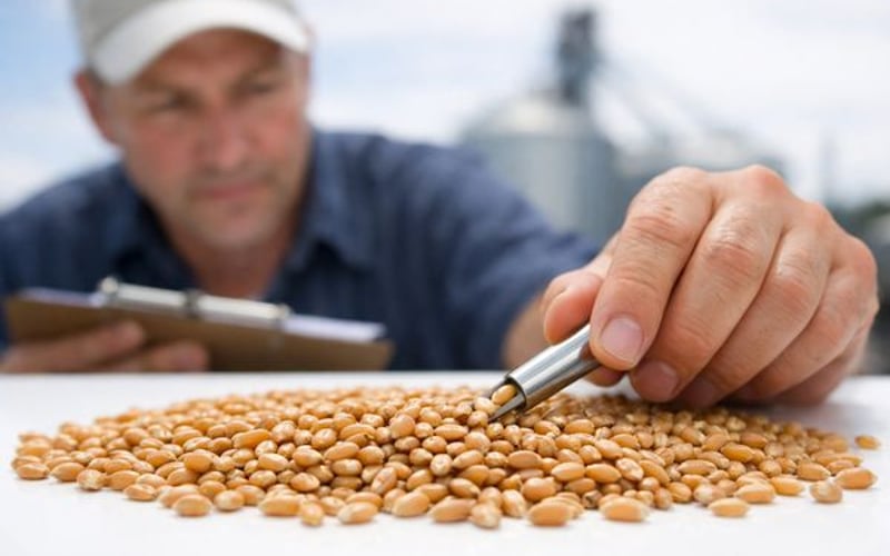Wheat Market Under Pressure as Black Sea Exports Surge, Australia Signals Future Tightness