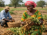 India’s MSP Push Lifts Floor Under Peanut Prices as Monsoon Recovers