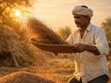Lentil Market in Early June: Mild Price Softness Amid Cautious Buying
