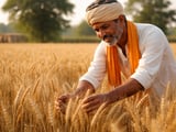 Indian Wheat Firms on Mill Buying While Global Benchmarks Stay Soft