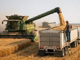 Wheat steady on MATIF as Black Sea risks battle harvest pressure