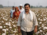 Softening Gujarat Cotton Prices as Mills Rely on CCI and Imports
