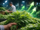 Egyptian Sage FOB Cairo Edges Lower as Freight Eases but Demand Holds