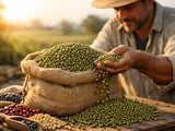 Moong beans face near-term harvest pressure but Gujarat acreage flags longer‑term risk