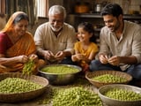 Chickpeas: Firm Pulse Complex Supports Prices Despite Mild Corrections