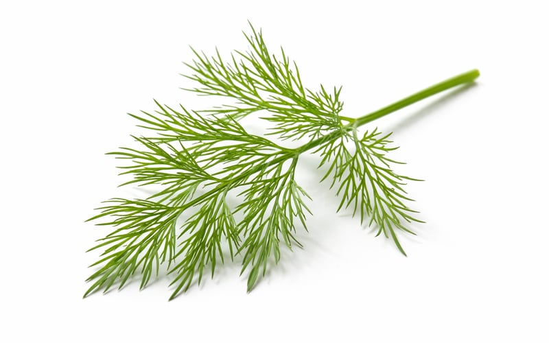 Indian Dill Seeds Ease Off Highs as Gujarat Mandis Rally