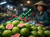 Stable Dried Guava Prices as Northern Vietnam Battles Heavy Rains