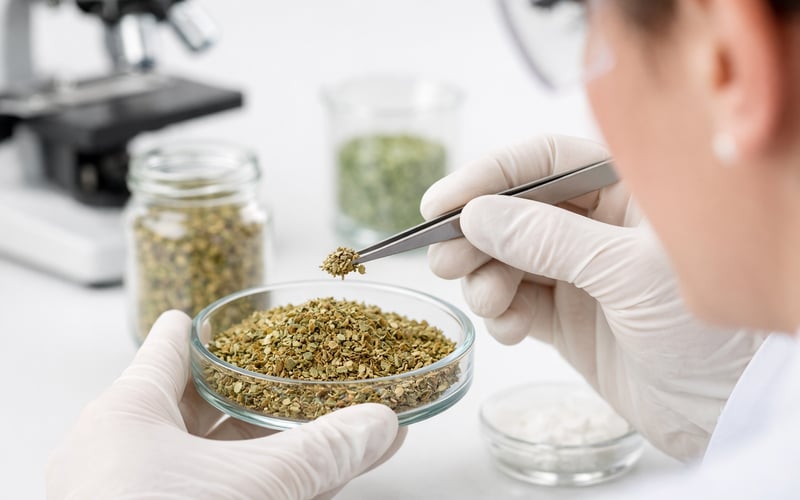 Organic Oregano FOB India Edges Higher on Firm Domestic Herb Demand