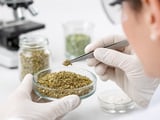 Organic Oregano FOB India Edges Higher on Firm Domestic Herb Demand